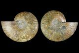 Agatized Ammonite Fossil - Madagascar #135266-1